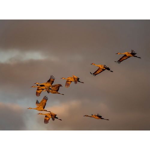 Sederquist, Betty 아티스트의 Usa-California A flock of sandhill cranes flies at sunset-near Lodi-California작품입니다.